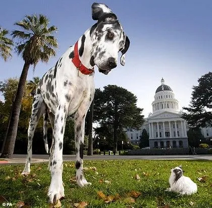 Noticias Curiosas: El perro mas grande y el mas pequeño del mundo!