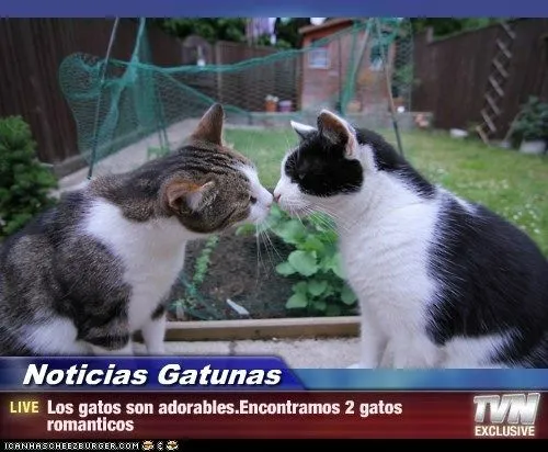 Noticias Gatunas - Los gatos son adorables.Encontramos 2 gatos ...