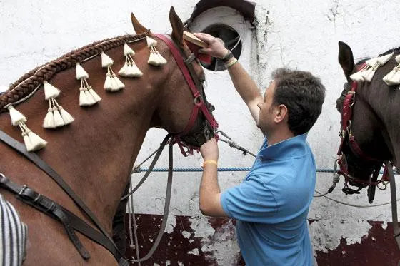 Notiferias Toros en Venezuela y el Mundo: Los caballos de Pablo ...