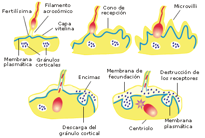 noviembre 2014 | Gori-Gori