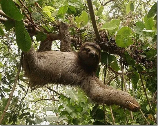 Animales De La Selva Peruana Imagenes