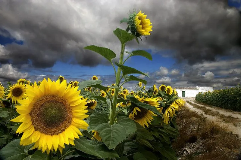 Nubes de Nata: CUPCAKES DE GIRASOLES