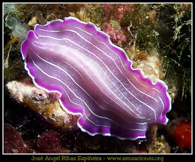 nudibranquios y planarias¡¡¡ - All-