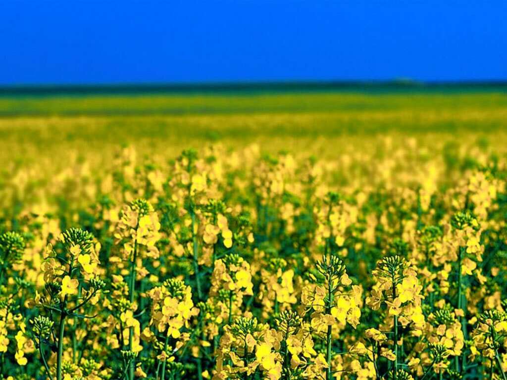  ... num campo de flores cada um vinha de um lugar e de uma vida diferente