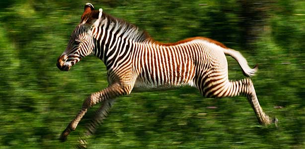 El número de cebras, jirafas y leones africanos cae en picado en ...