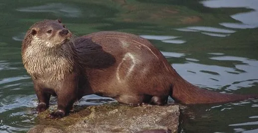 Nutria - Wikifaunia, tu enciclopedia de animales