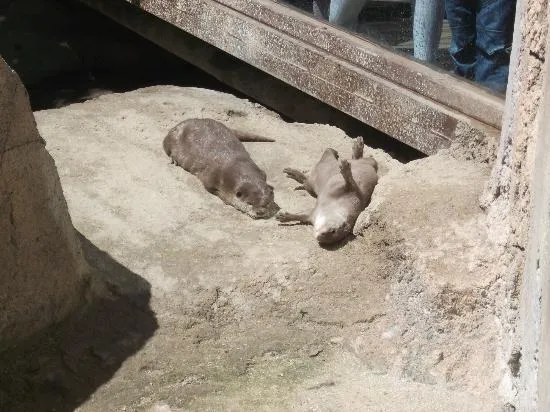 Las nutrias tomando el sol: fotografía de Selwo Aventura, Estepona ...