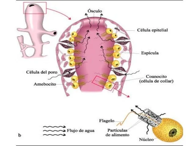 nutricin-y-digestin-10-638.jpg ...