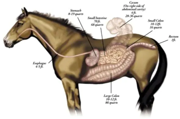 Nutrición Caballos - Engormix