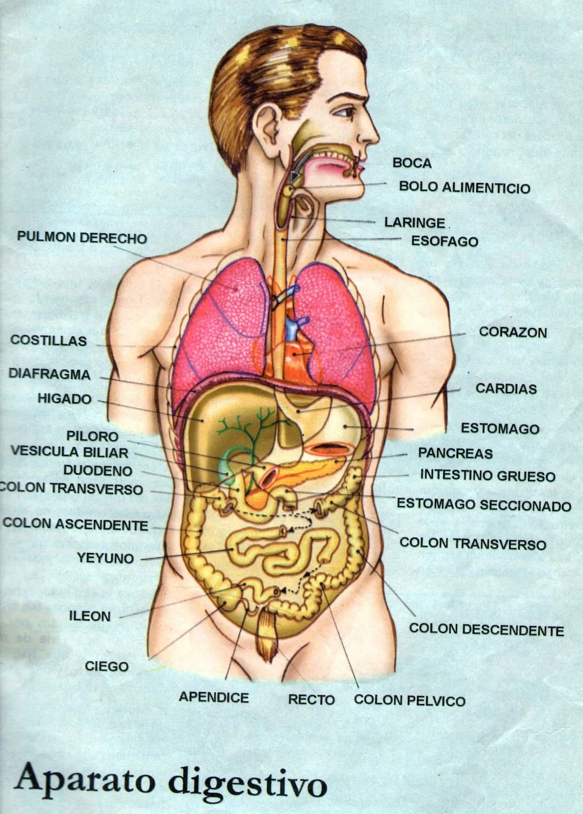 La Nutrición: Esquema del sistema digestivo