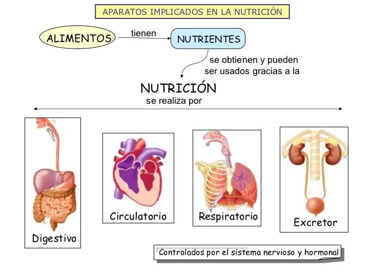 La nutrición humana i aparatos digestivo y respiratorio 2012