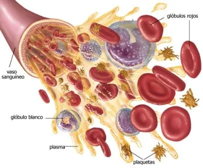 NUTRICION EN HUMANOS Y ANIMALES: noviembre 2010