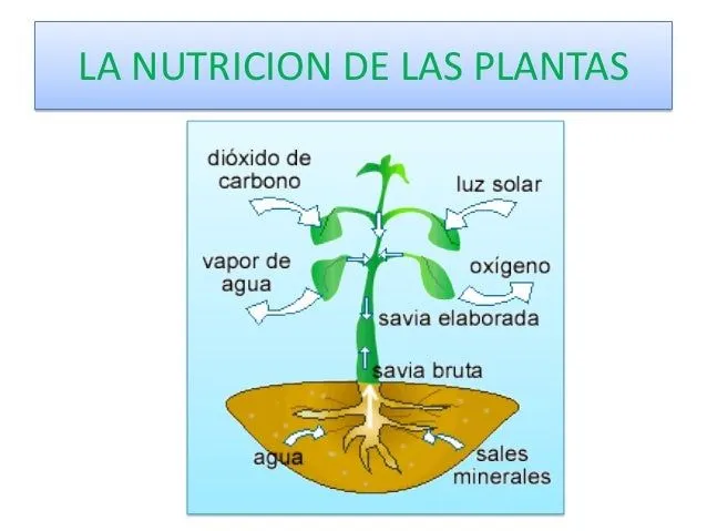 La nutrición de las plantas