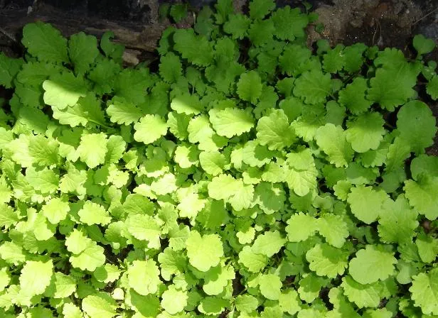 NUTRICIÓN PARA LA SALUD: VERDURAS VERDES Y HOJAS COMESTIBLES: