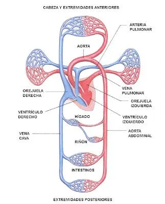 La nutrición: sistemas de órganos involucrados.: El sistema ...