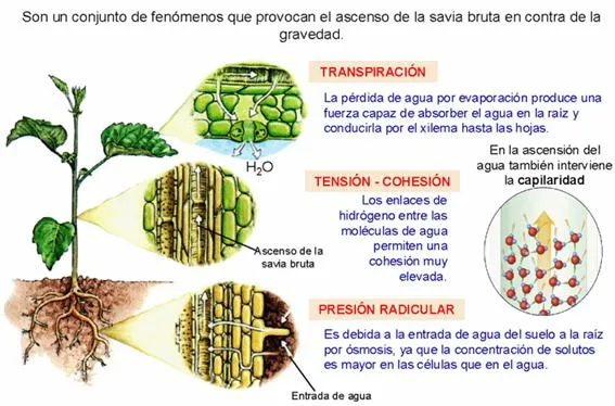 La nutrición en los vegetales. 1º bachillerato. Cosas de Ciencias ...