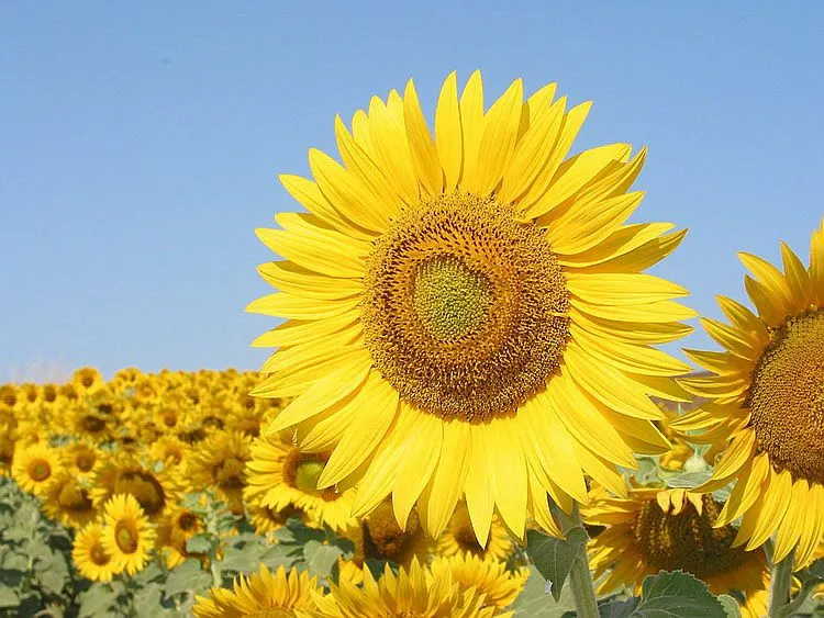 Nutrientes del girasol | Medicinas Alternativas