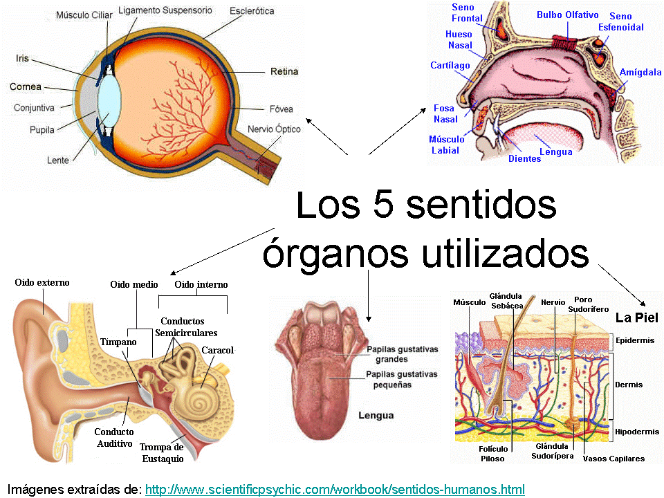 Nutrimarketing: Marketing sensorial: Los sentidos en las compras