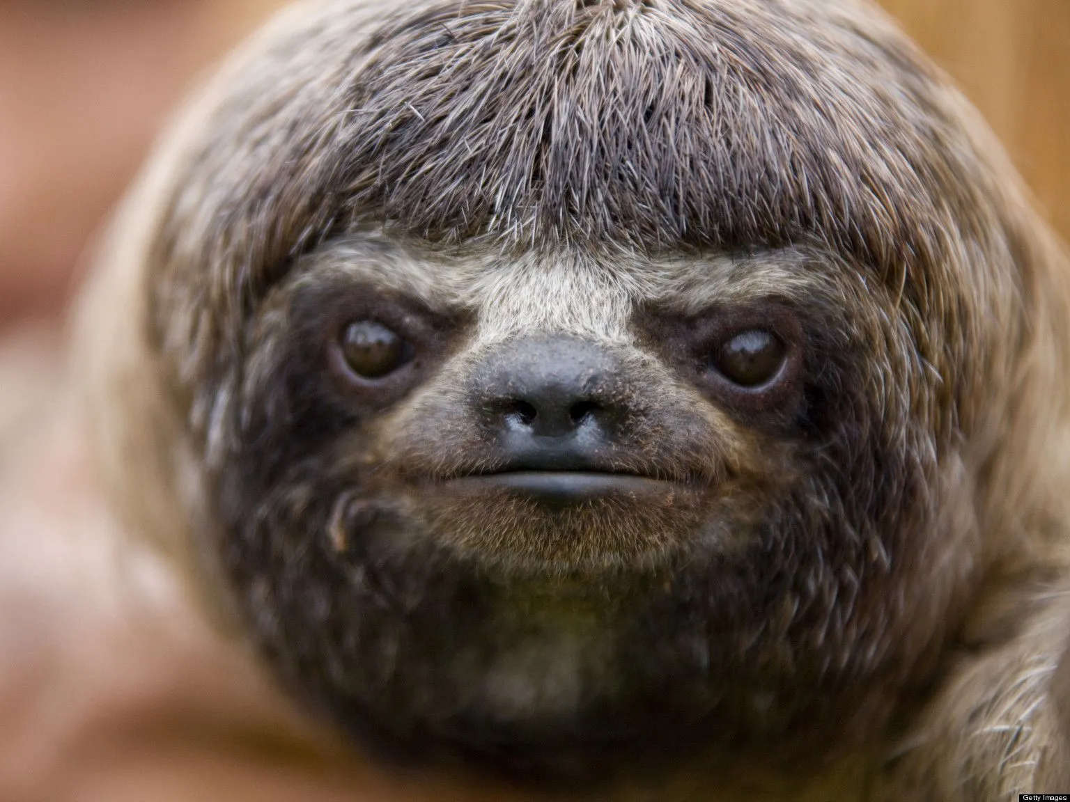 o-LUCY-COOKE-SLOTH-facebook.jpg