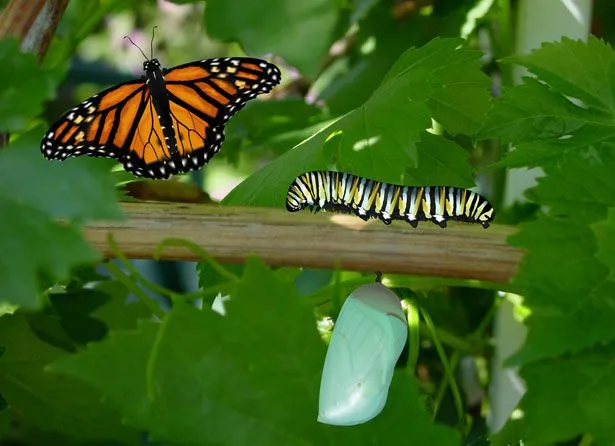 G A N T I L L A N O: LA ORUGA Y LA MARIPOSA