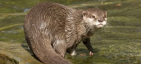 Oasis de nutrias. Naturaleza educativa para niños en Sea Life Málaga