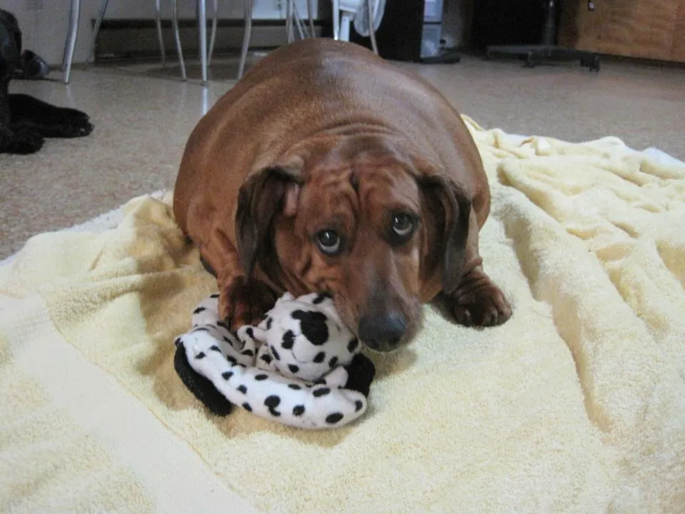 Obie, el perro salchicha más gordo del mundo pesa 35 kilos - Taringa!