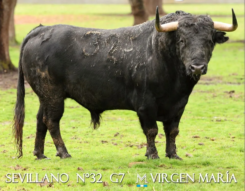 Objetivo: El Toro: Toros del Antruejo y del Aguardiente para el ...