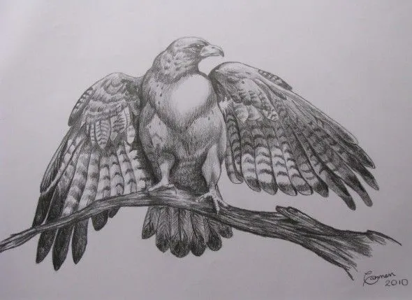 Obra de arte: Ave de presa Artistas y arte. Artistas de la tierra Obra de arte: Ave de presa Artistas y arte. Artistas de la tierra