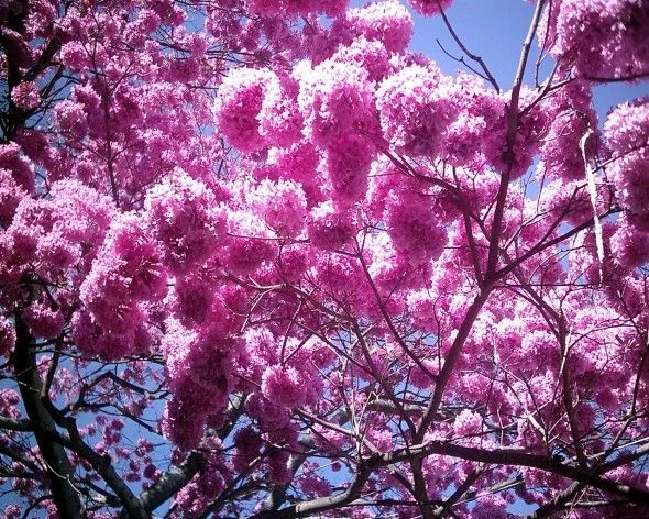 Obra de arte: Ipe rosado - Árbol brasileña Artistas y arte ...