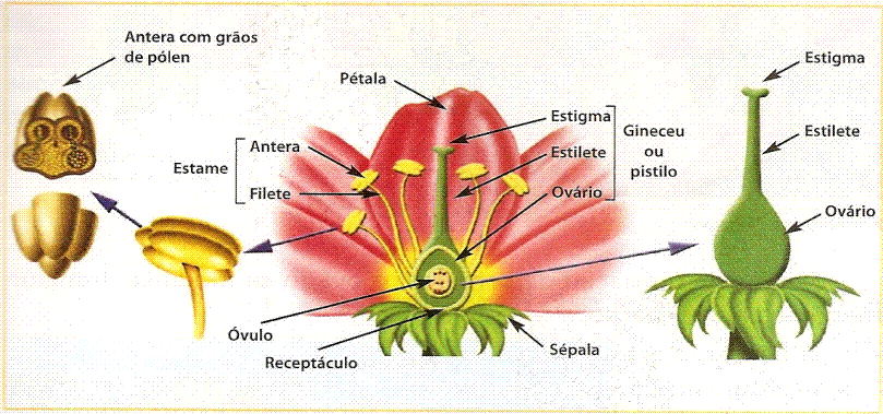 observe o esquema e descricao das partes de uma flor