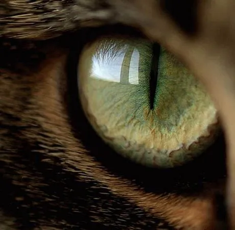 Obsesiones de un libertino: Ojos Felinos