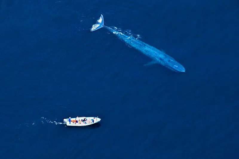 Occhi fragile: Ballena azul