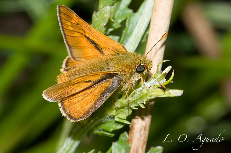 Ochlodes sylvanus « Lepidopteros ! Portal dedicado al mundo de los ...