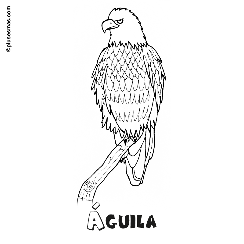 Águila para colorear. Colorear con niños. Ocio en casa. Plusesmas.com