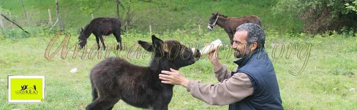 Ocio Terapéutico Asistido con Burros para Personas en Desventaja ...