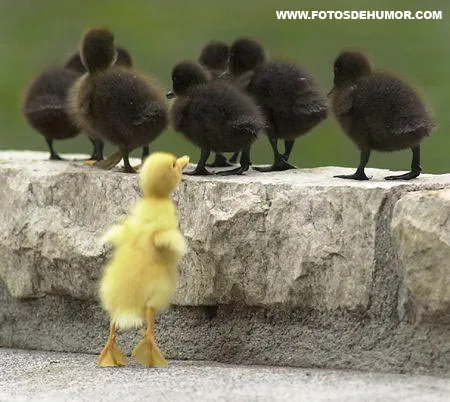 Octavi Centelles: Dos patos amarillos? uno amarillo, seis negritos