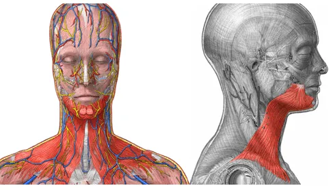 octubre 2013 | Temas de estudio para la anatomía humana general