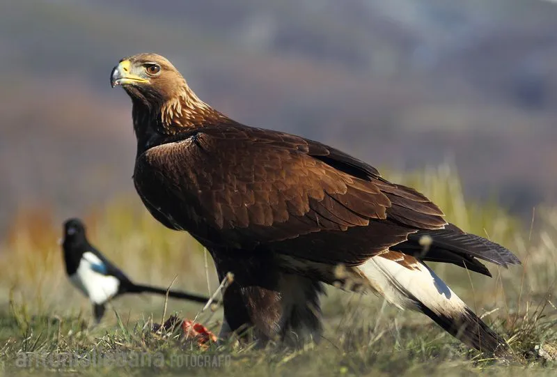 5 de Octubre dia mundial de las Aves | nonstophotononstophoto ...