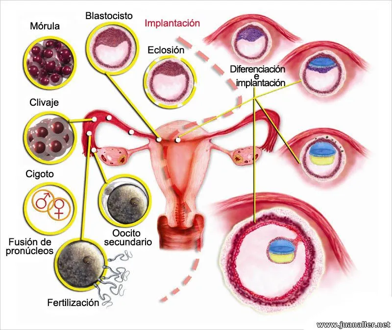 Cómo ocurre el proceso de implantación del embrión?