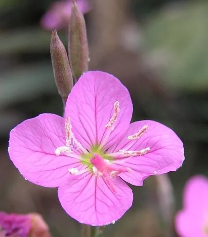 Carlos López Dzur: La flor de cuatro pétalos