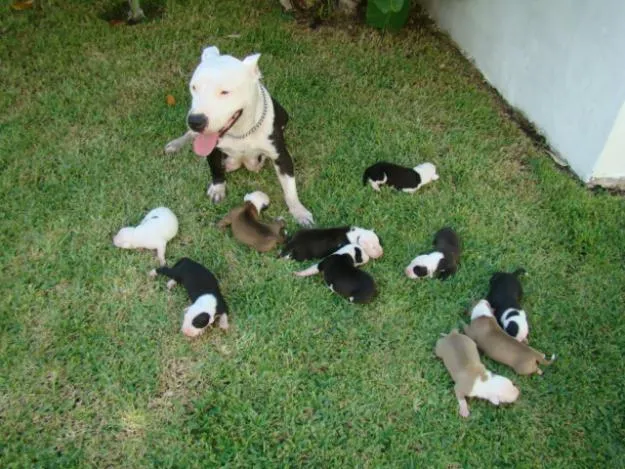 oferta!! remate de american pitbull precio a tratar en Merida
