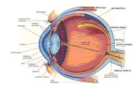 Dibujo de un globo ocular - Imagui