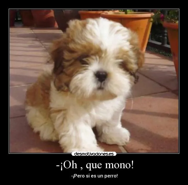 Oh , que mono! | Desmotivaciones