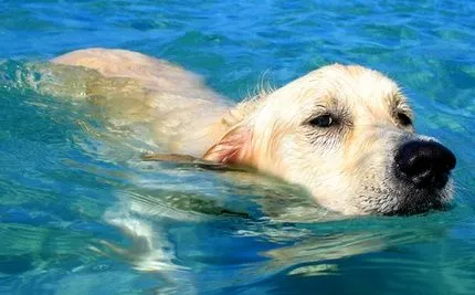 oh que perro!: ¿Odian los perros el agua?¿saben nadar?