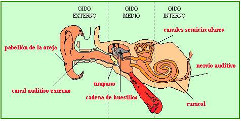 El Oido