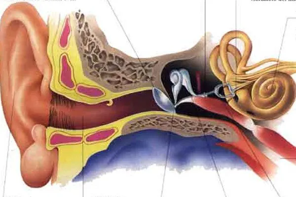 el oido y sus partes - ThingLink