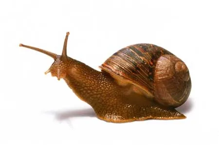 Ojo con la baba de caracol | Zancada: Cosas de minas