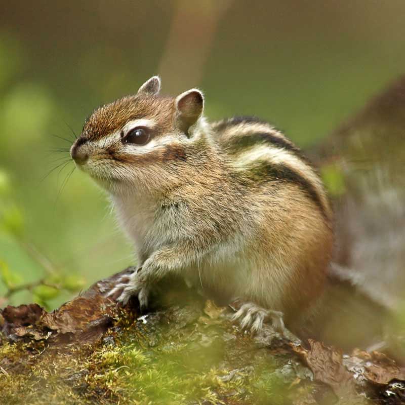 El ojo del buitre: Ardilla