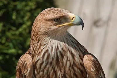 El ojo del buitre: Aves - Aguila real (Aquila chrysaetos)