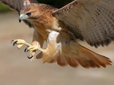 El ojo del buitre: Aves - Aguila real (Aquila chrysaetos)